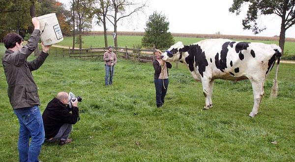 World’s tallest cow a 6-foot-4-inch bovine (Video)