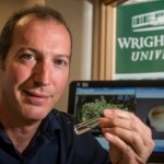 Wright State researcher finds emerald ash borer may have spread to different tree