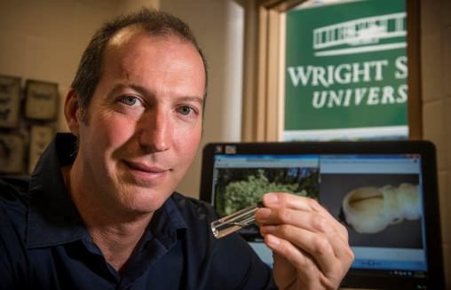 Wright State researcher finds emerald ash borer may have spread to different tree