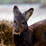 Afghan Fanged Deer spotted after 60 years : WCS