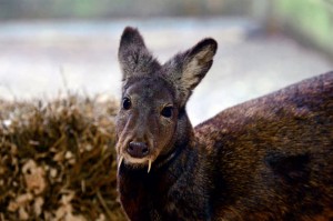 Afghan Fanged Deer spotted after 60 years : WCS