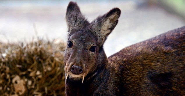 Afghan Fanged Deer spotted after 60 years : WCS