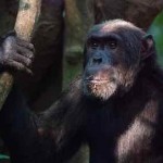 Aggressive male chimps win over mates, new study shows