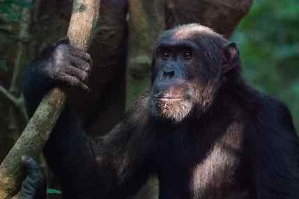 Aggressive male chimps win over mates, new study shows