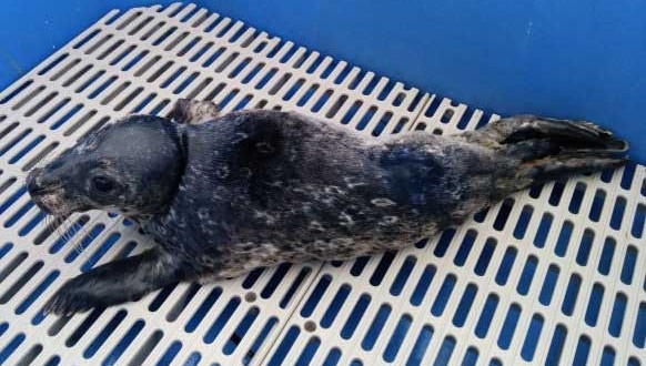 Alberta-Woman-fined-$230-for-attempted-seal-rescue