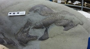 Alberta fishermen find dinosaur fossil in Castle River (Video)