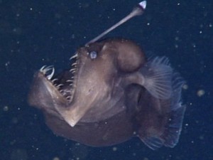 Angler fish : Researchers Capture Rare Footage Of Deep-sea Angler Fish (Video)