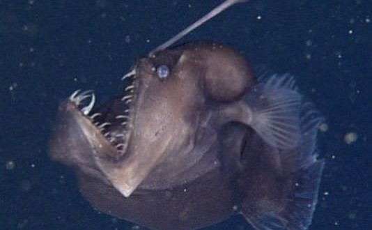 Angler fish : Researchers Capture Rare Footage Of Deep-sea Angler Fish (Video)