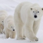 Arctic habitat fear for polar bears, new study says
