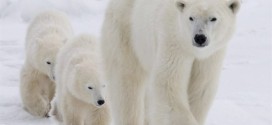 Arctic habitat fear for polar bears, new study says