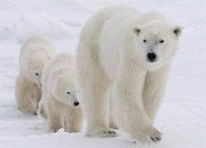 Arctic habitat fear for polar bears, new study says