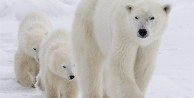 Arctic habitat fear for polar bears, new study says