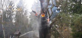Arson fire : Poland's oldest tree damaged by suspected arson