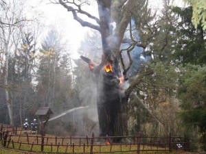 Arson fire : Poland's oldest tree damaged by suspected arson