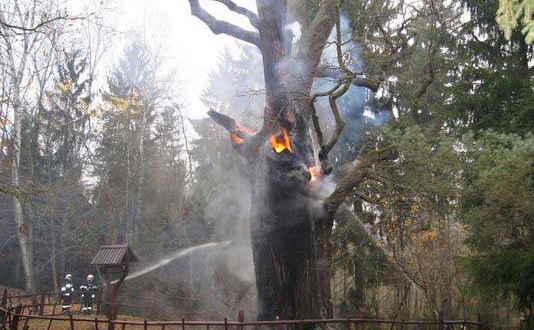 Arson-fire—Poland’s-oldest-tree-damaged-by-suspected-arson