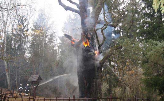 Arson fire : Poland's oldest tree damaged by suspected arson
