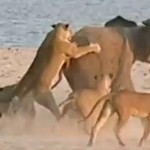 Baby elephant survives lion attack
