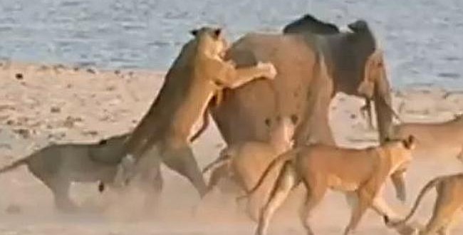 Baby elephant survives lion attack