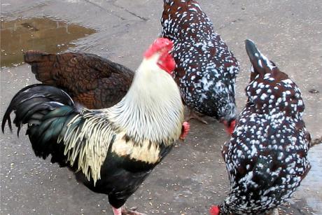 Bird Flu Strain Avian Flu Detected in the Netherlands and Britain