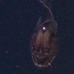 Black Seadevil Anglerfish : MBARI Team captures amazing video of Black Seadevil (Watch)