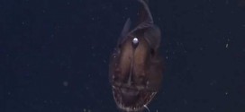 Black Seadevil Anglerfish : MBARI Team captures amazing video of Black Seadevil (Watch)