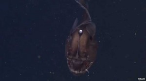 Black Seadevil Anglerfish : MBARI Team captures amazing video of Black Seadevil (Watch)