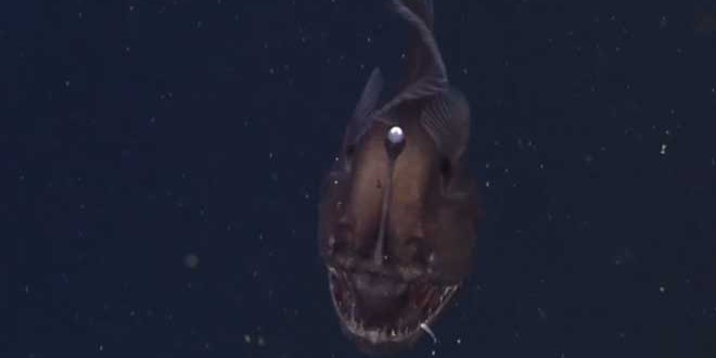 Black Seadevil Anglerfish : MBARI Team captures amazing video of Black Seadevil (Watch)