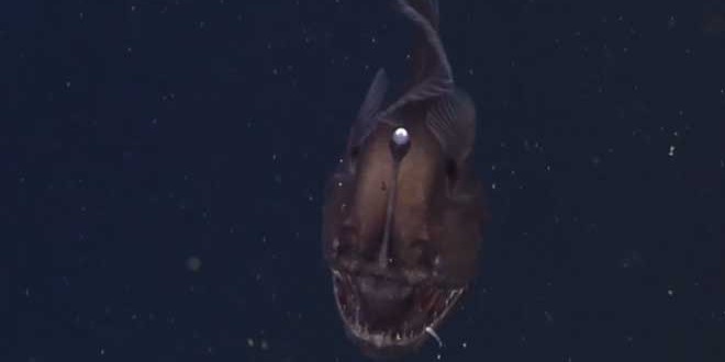 Black-Seadevil-Anglerfish Black-Seadevil-Anglerfish