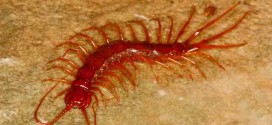 Centipedes' genome reveals how life evolved, New Study