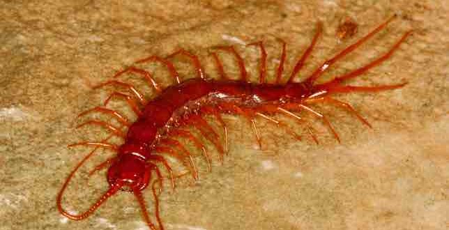Centipedes' genome reveals how life evolved, New Study
