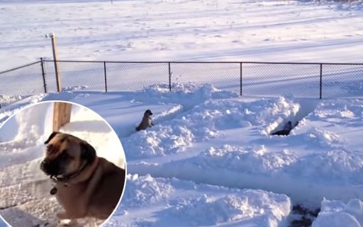 Dog Snow Maze – Video : Ginzey Outsmarts Humans in Snow Maze Game