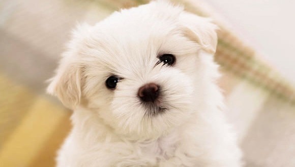 Dogs Understand Speech Much Like Humans Do, new study says (Video)