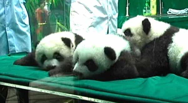 Giant Panda Triplets Celebrate 100 Days (Video)