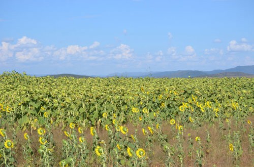 'Green Revolution' Brings Greater CO2 Swings, New Study