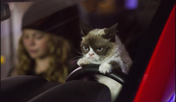 Grumpy Cat movie trailer Best Holiday Movie Ever (Video)