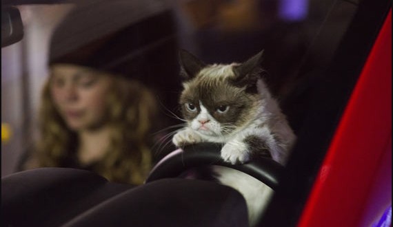 Grumpy Cat movie trailer : Best Holiday Movie Ever (Video)