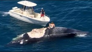 Harrison Williams : Man jumps into shark-infested water to 'surf' whale (Video)