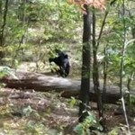 Hiker Snapped Final Photo Before Bear Attack in New Jersey (Video)