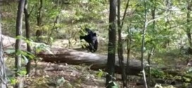 Hiker Snapped Final Photo Before Bear Attack in New Jersey (Video)