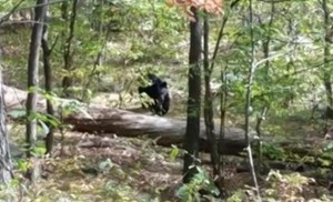 Hiker Snapped Final Photo Before Bear Attack in New Jersey (Video)