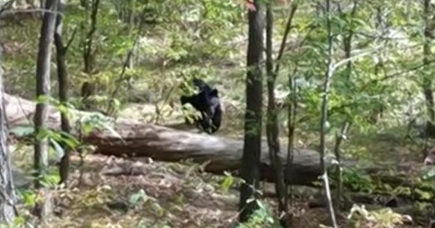 Hiker Snapped Final Photo Before Bear Attack in New Jersey (Video)