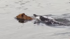 Hungry Crocodile attacks lion crossing his river (Video)
