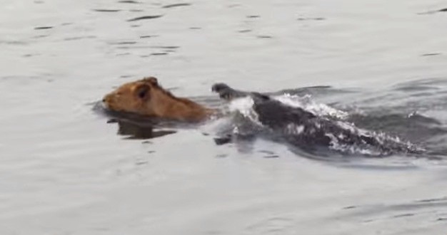 Hungry Crocodile attacks lion crossing his river (Video)