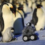 Penguin robot helps scientists get close and personal