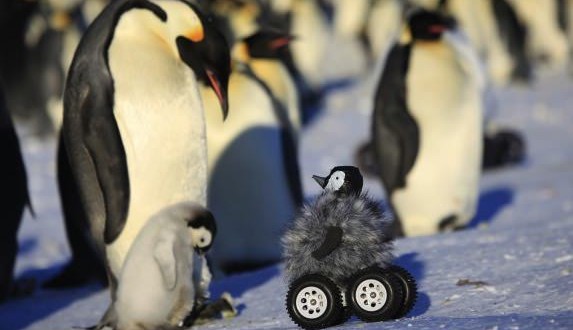 Penguin robot helps scientists get close and personal