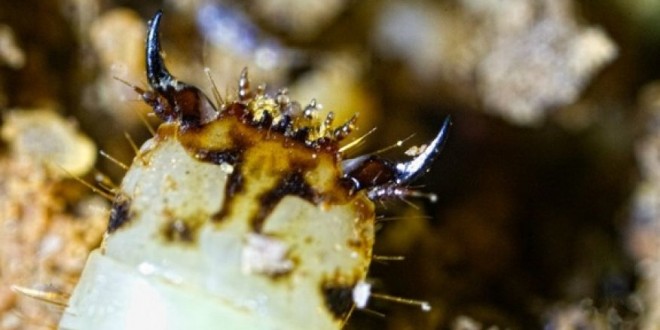 Peruvian Glow Worm : Photos offer glimpse of bright green glow worm in the Amazon (Video)