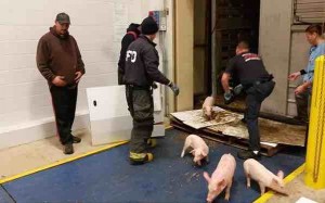 Piglets Rescued After Indiana Highway Crash (Video)