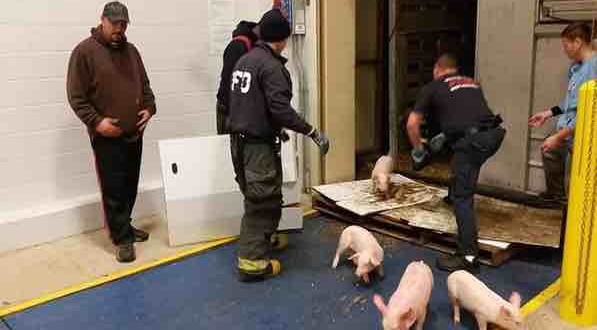 Piglets Rescued After Indiana Highway Crash (Video)