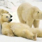 Researchers Report Steep Decline in Number of Polar Bears