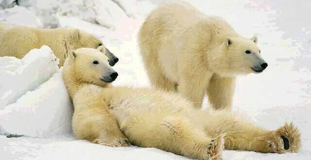 Researchers Report Steep Decline in Number of Polar Bears